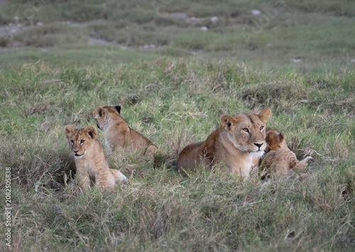 A group of lion cubs stays close to mom in the grass