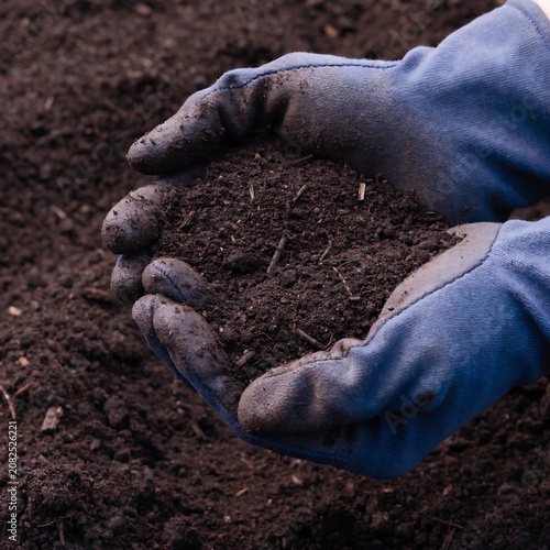 Gloved hands holding rich garden soil with small plant seeds