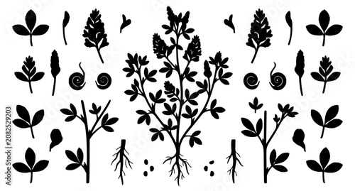 Bild auf Leinwand Alfalfa plant (Medicago sativa) botanical vector illustration with flowering ste