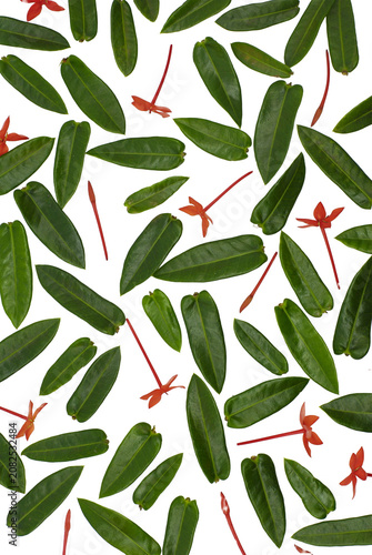 Flat lay pattern of scattered green leaves and red Ixora flowers isolated on transparent background