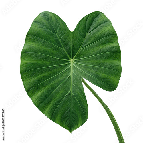 Large HeartShaped Green Leaf with Stem.