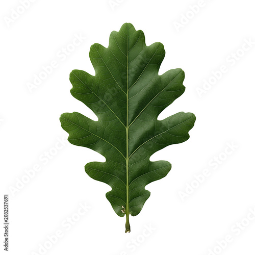 Lobed Green Oak Leaf Isolated on White Background 1.