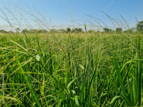 Weed pests that grow among rice plants
