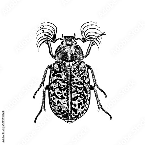 Εκτύπωση καμβά Vintage hand drawn illustration of a large scarab beetle with feathery antennas