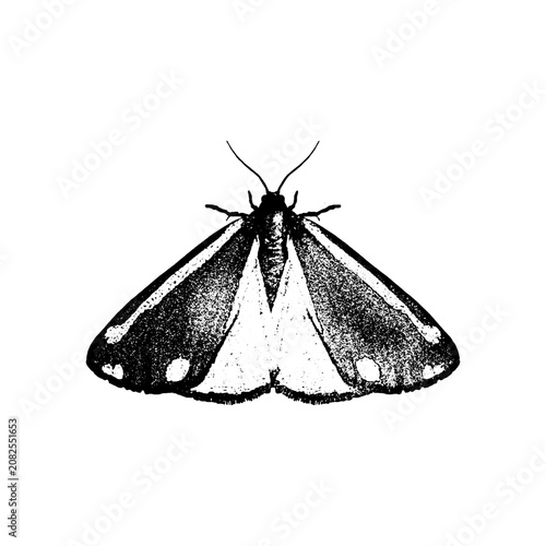 Canvastavla Vintage hand drawn illustration of a plain winged moth isolated on cream backgro