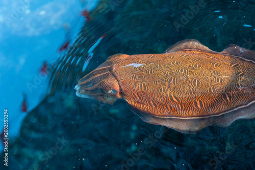 cuttlefish under water