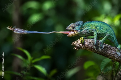 A chameleon on a branch, tongue extended to catch an insect.