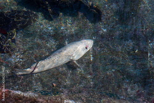 fish in the sea