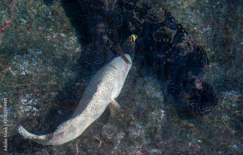 fish in the sea