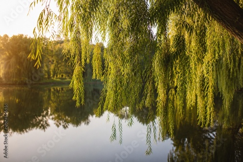 Fényképezés Weeping willow branches with slender leaves swaying over a mirror-like pond during golden hour