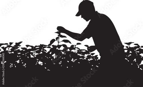 Silhouette of a man inspecting plants in a field agriculture