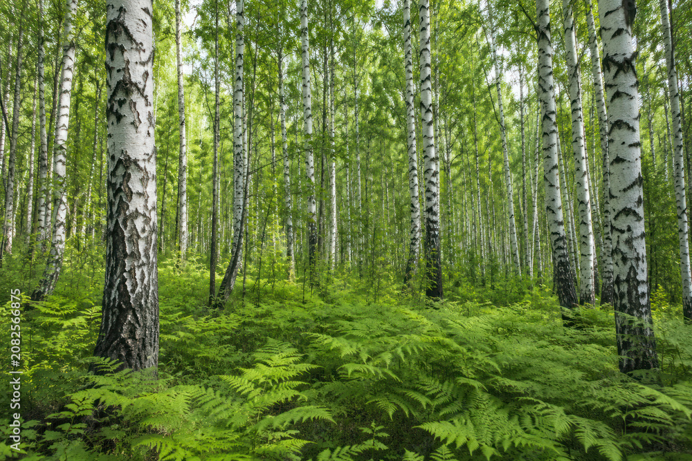 Fototapeta premium Lush Green Birch Forest with Ferns in Summer