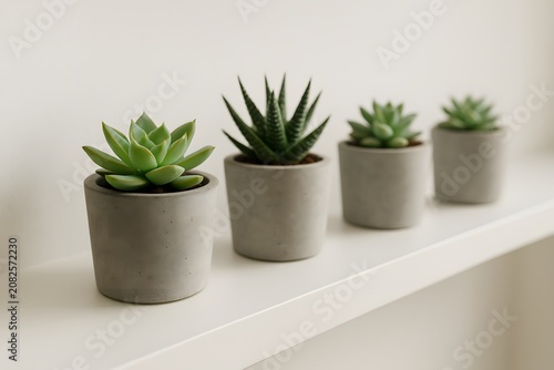 Succulents in grey concrete pots on white shelf, minimal decor