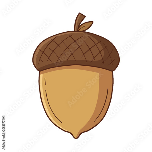 Acorn vector illustration. Colored and line art outline icon of autumn oak nut isolated on white background