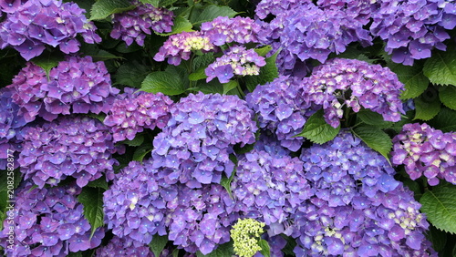 Fotografie Purple Hydrangea Blossoms Filling the Frame in Early Summer