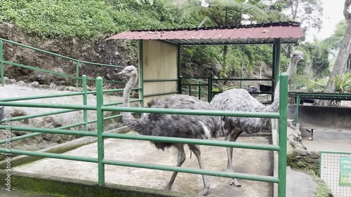 Pair of Ostriches Inside Green Metal Enclosure at a Tropical Zoo