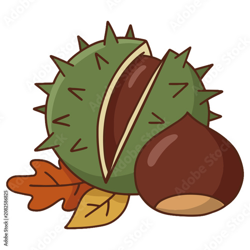 Chestnut with spiky shell vector icon. Autumn forest chestnut seed colored and outline illustration.