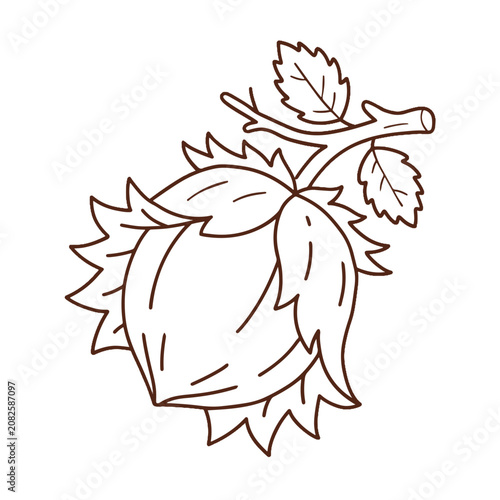 Hazelnut with leaf vector illustration. Colored and line art outline icon of autumn forest nut isolated.