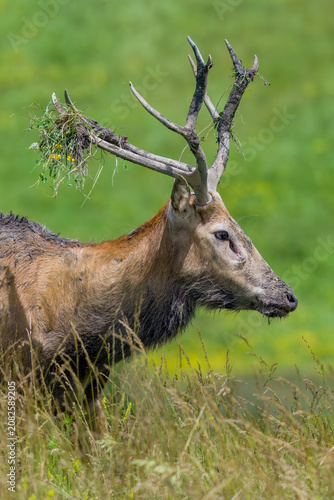 Male Père David's deer with grass on antlers during rutting season display.