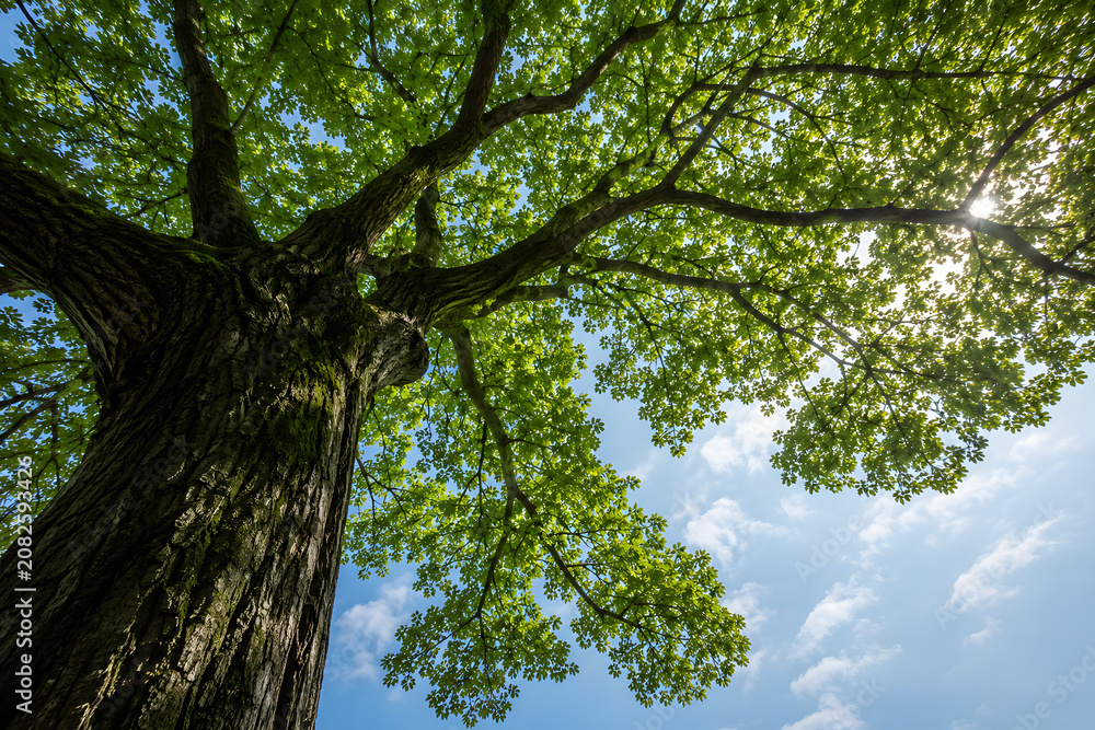 Obraz premium The forest background