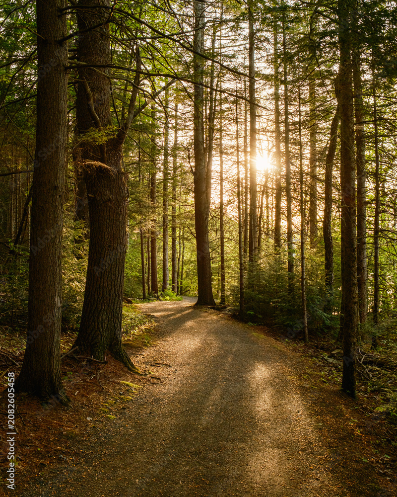 Fototapeta premium Forest path is illuminated by the setting sun at DAR Forest, Goshen, Massachusetts
