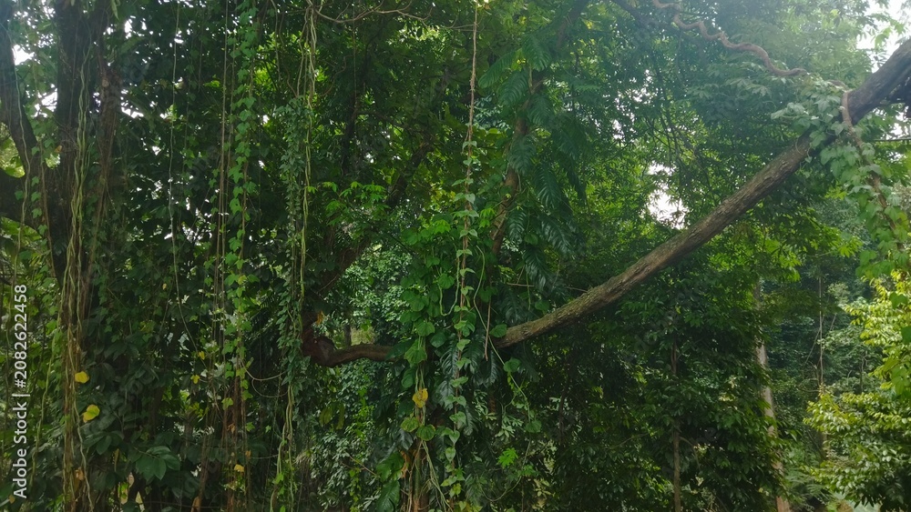 Obraz premium Lush Green Dense Forest Canopy With Hanging Vines and Overgrown Vegetation