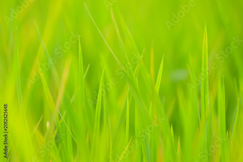 Fresh Green Grass Blades with Soft Blur and Clean Copy Space