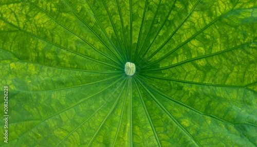 Close-up of a vibrant green lotus leaf, showcasing its intricate radial veins and textured surface. The central point is visible