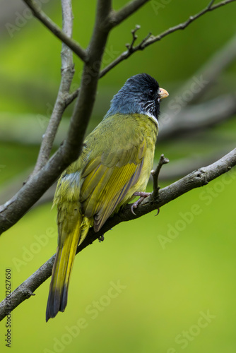 Collared Finchbill  on branch