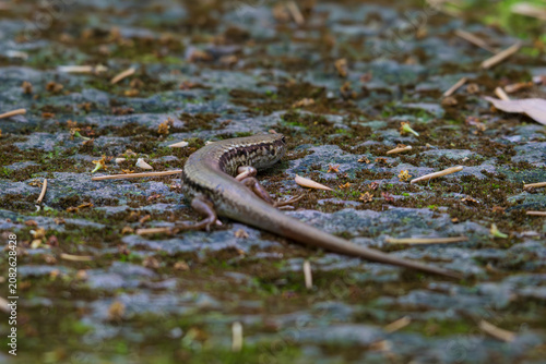 lizard on the rock