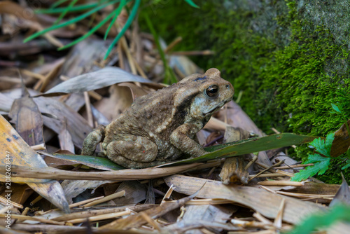toad in the grass