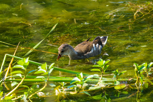 young Common Moorhen