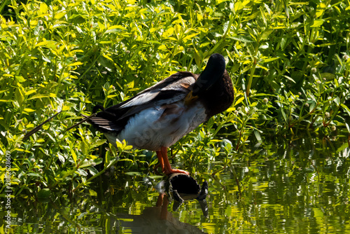 Mallard