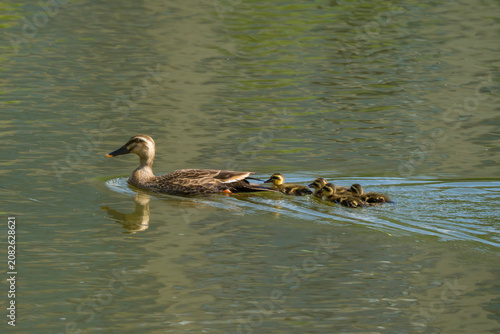 Eastern Spot-billed Duck and babies