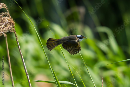 Light-vented Bulbul  in flight