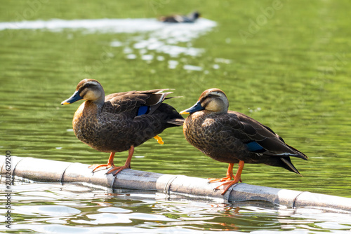 Eastern Spot-billed Duck
