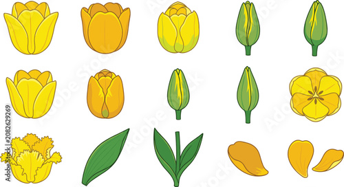 Bild auf Leinwand Yellow tulip botanical vector collection featuring blooming flowers buds petals