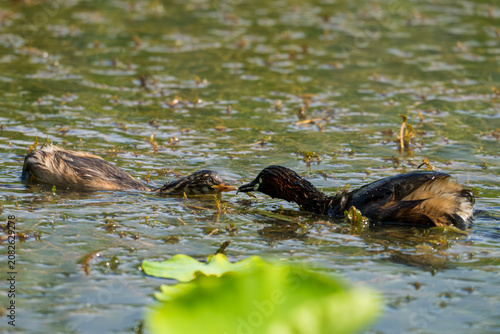 Little Grebe  Mother feeds the baby.