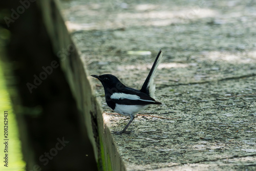 White Wagtail