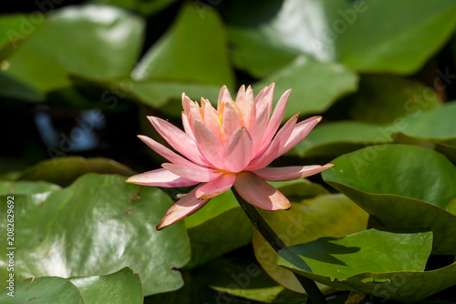 pink water lily