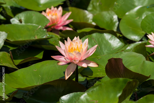 pink water lily
