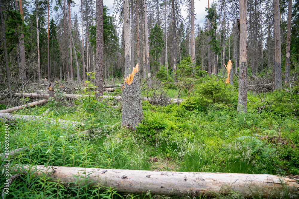 Fototapeta premium Forest clearing with fallen dead trees damaged by strong hurricane and infestation of bark beetles, spruce trees broken at base in woodlands after windfall, pests invasion and weather damage of woods.