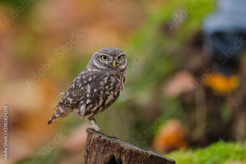 A cute little owl sits on a tree stump. A little owl in the nature habitat.  Athene noctua