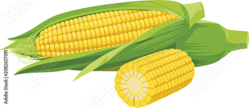 Quadro su tela Fresh sweet corn cob vector illustration with green husk leaves, cut raw maize p