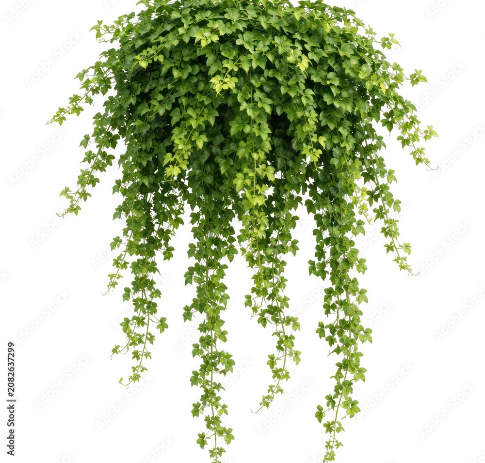 Fototapeta premium PNG Lush cascading green ivy plant