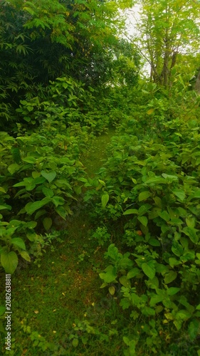 green forest in the morning