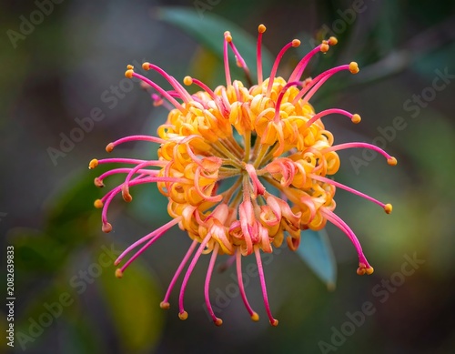 Close-up of a vibrant, intricate flower bloom with orange and pink accents against a soft, green bokeh background
