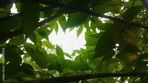 sun in the forest