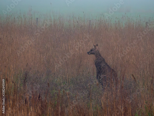 Obraz na plátně Red hues on a fog filled morning of a Kangaroo