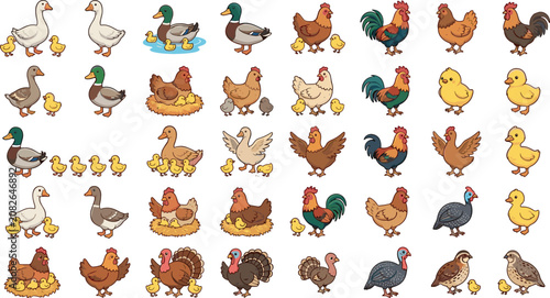 Fotografie Mega Pack of Farm Poultry Vector Illustration Set with Chicken Rooster Duck Turk